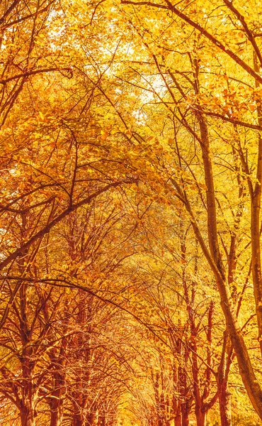 Mooie herfst landschap achtergrond, vintage natuur scène in f — Stockfoto
