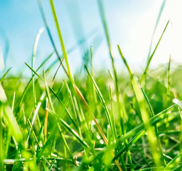 Fresh grass and sunny blue sky on a green field at sunrise, natu