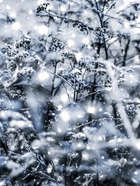 Fundo de férias de inverno, paisagem natural com neve brilhante e co — Fotografia de Stock