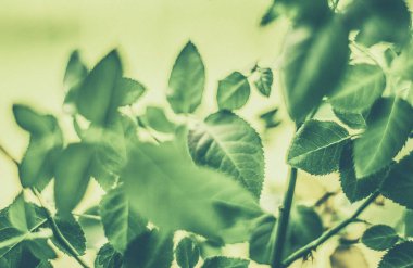 Yeşil yapraklar soyut bağlılık arka planı olarak, bitkisel foya