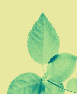 Yeşil yapraklar soyut bağlılık arka planı olarak, bitkisel foya