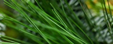 Doğanın sanat arka planı olarak Evergreen ladin ağaçları, yeşil çam metni