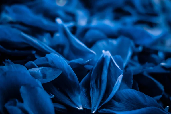 Absztrakt virágos nyaralás művészet háttér, kék virágzó virág kisállat — Stock Fotó