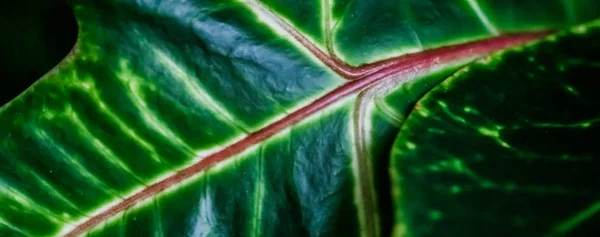 Tropikalne tło natury ogród, liści roślin tekstury jako Vint — Zdjęcie stockowe