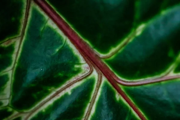 Tropischen Garten Natur Hintergrund, Pflanze Laub Textur als vint — Stockfoto