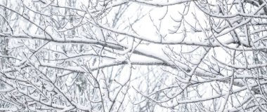 Kış soyut arka plan, karla kaplı güzel ağaçlar, C