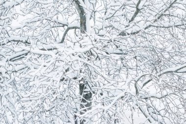 Kış soyut arka plan, karla kaplı güzel ağaçlar, C