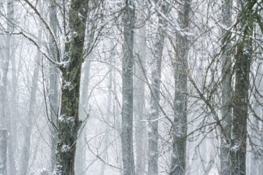 Kış soyut arka plan, karla kaplı güzel ağaçlar, C