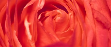 Çiçek açan gül, soyut çiçekli sanat arka planı, anne.