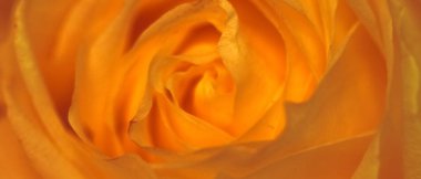 Çiçek açan gül, soyut çiçekli sanat arka planı, anne.