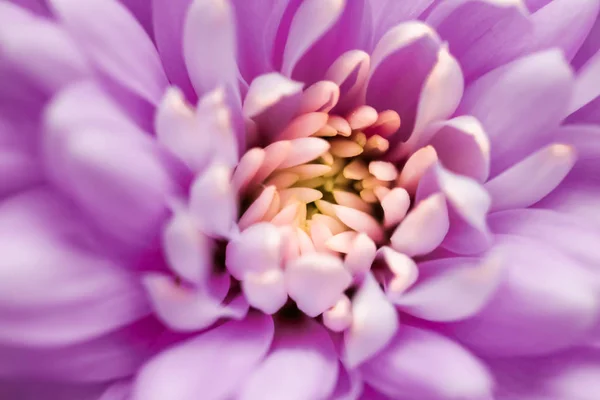 Purple daisy flower petals in bloom, abstract floral blossom art — 图库照片