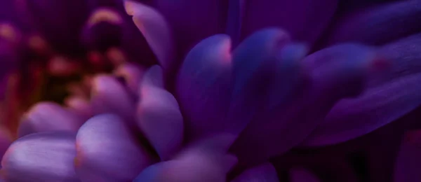 Pétalos de flores de margarita púrpura en flor, arte floral abstracto en flor —  Fotos de Stock
