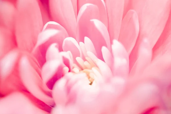 Pétalos de flores de margarita de coral en flor, arte floral abstracto en flor —  Fotos de Stock