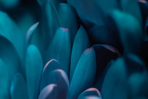 Pétalos de flores de margarita azul en flor, flores abstractas arte b — Foto de Stock