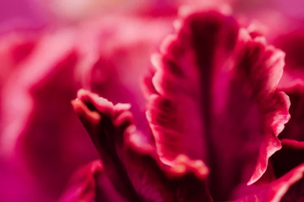 Flor de clavel rojo en flor, flor floral abstracta art backg — Foto de Stock