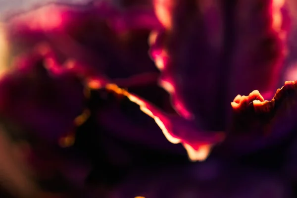 Fleurs d'oeillet de Bourgogne en fleur, art floral abstrait — Photo