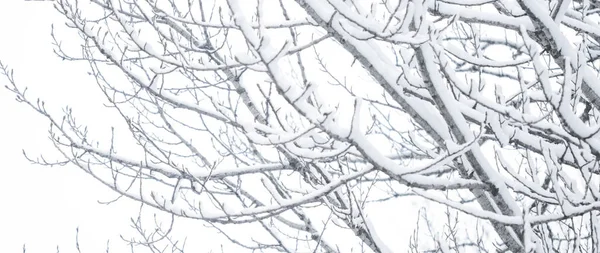 Zimowe abstrakcyjne tło, piękne drzewa pokryte śniegiem, C — Zdjęcie stockowe