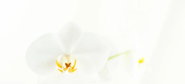 白色兰花盛开，抽象花卉艺术背影 — 图库照片