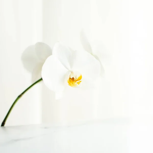 Λευκό λουλούδι ορχιδέας σε άνθιση, αφηρημένη ανθισμένη τέχνη λουλουδιών backgr — Φωτογραφία Αρχείου