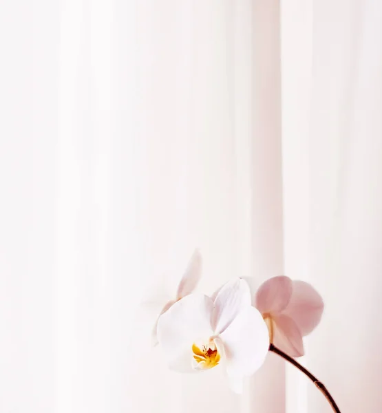 Rosa orkidé blomma i blom, abstrakt blommor konst bakgro — Stockfoto