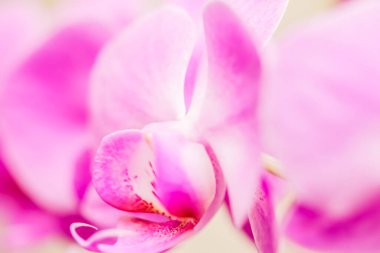 Çiçekli orkide çiçeği, soyut çiçek arkaplanı., 