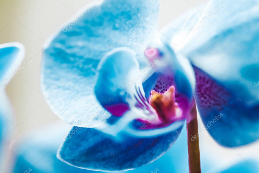 Orchid flower in bloom, abstract floral blossom art background, 