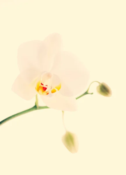Orkidé blomma i blom, abstrakt blommig konst bakgrund — Stockfoto