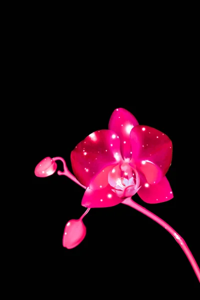 Çiçek açan orkide, soyut çiçek arkaplanı — Stok fotoğraf
