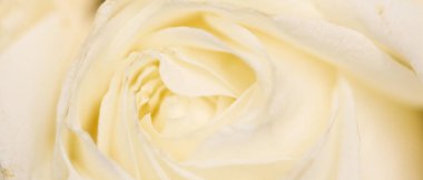 Çiçek açan gül, soyut çiçekli sanat arka planı, anne.