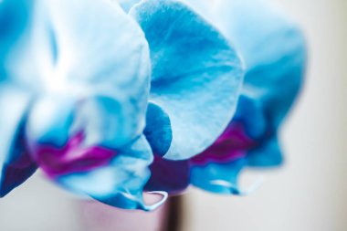 Çiçekli orkide çiçeği, soyut çiçek arkaplanı., 