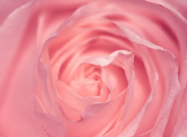 Fleur rose en fleur, fond d'art floral abstrait, ma — Photo