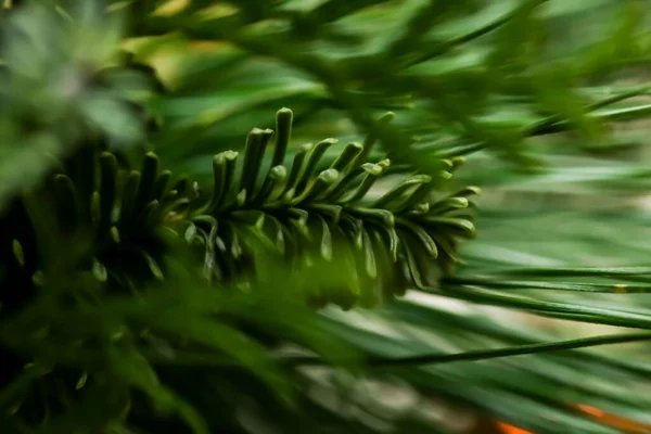 Evergreen sparren bomen als natuur kunst achtergrond, groene dennen tekst — Stockfoto