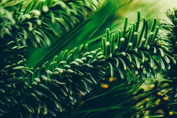 Épinettes persistantes comme arrière-plan de l'art de la nature, texte de pin vert — Photo