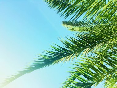 Palmiye yaprakları ve gökyüzü, yaz yolculuğu arka planı