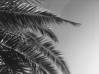 Palmiye yaprakları ve gökyüzü, yaz yolculuğu arka planı