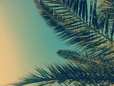 Palmiye yaprakları ve gökyüzü, yaz yolculuğu arka planı