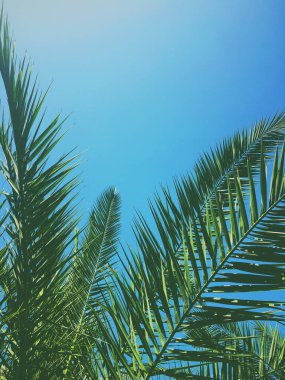 Palmiye yaprakları ve gökyüzü, yaz yolculuğu arka planı