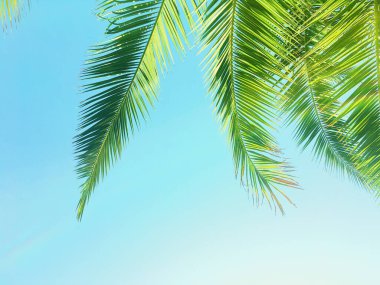 Palmiye yaprakları ve gökyüzü, yaz yolculuğu arka planı