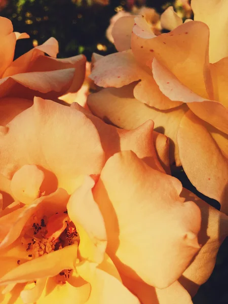 Maravillosa flor rosa al atardecer, fondo de belleza floral — Foto de Stock