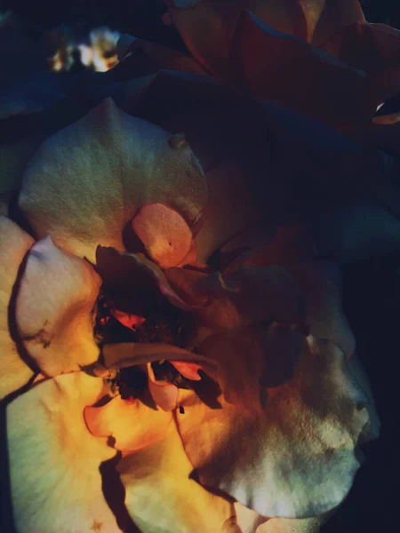 Wunderbare blühende Rose Blume bei Sonnenuntergang, blumige Schönheit Hintergrund — Stockfoto
