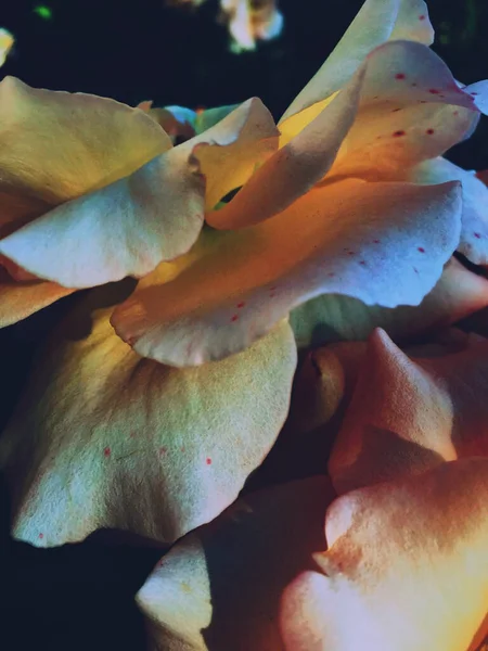 Prachtige bloeiende Rose bloem bij zonsondergang, bloemen schoonheid backgrou — Stockfoto