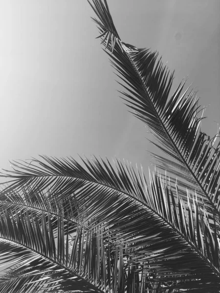 Folhas de palmeira e o céu, verão viagem fundo — Fotografia de Stock