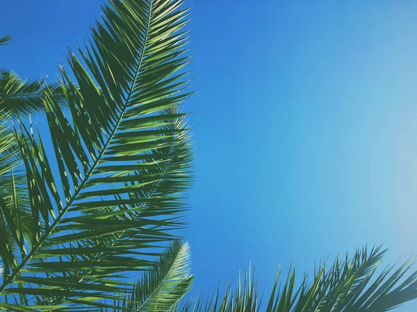 Palmenblätter und der Himmel, Sommerreisehintergrund — Stockfoto