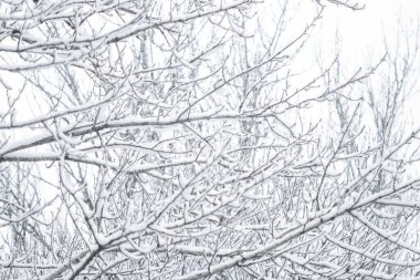 Kış soyut arka plan, karla kaplı güzel ağaçlar, C