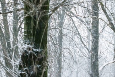 Kış soyut arka plan, karla kaplı güzel ağaçlar, C