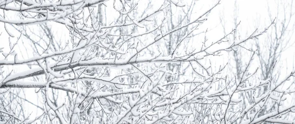 Vinter abstrakt bakgrund, vackra träd täckta med snö, C — Stockfoto