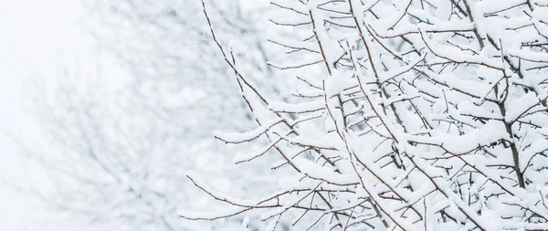 冬天的抽象背景，美丽的树木被雪覆盖，C — 图库照片