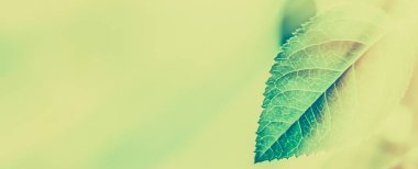 Yeşil yapraklar soyut bağlılık arka planı olarak, bitkisel foya