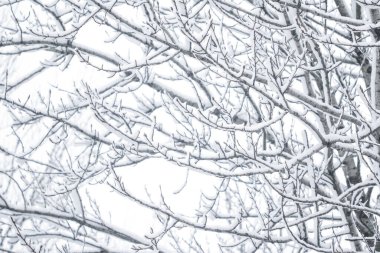 Kış soyut arka plan, karla kaplı güzel ağaçlar, C