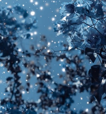 Noel, Yeni Yıl Mavi Çiçek Özgeçmişi, Noel kartı